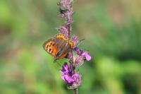 Lycaena phlaeas