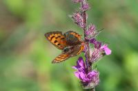 Lycaena phlaeas