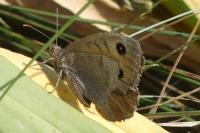 Satyrus ferula