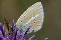 Polyommatus damon