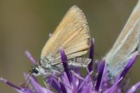 Thymelicus sylvestris