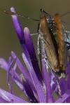 Thymelicus sylvestris