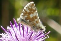Pyrgus carlinae