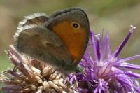 Coenonympha pamphilus