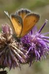 Coenonympha pamphilus