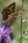 Satyrus actaea