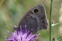 Satyrus actaea