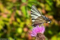 Iphiclides podalirius