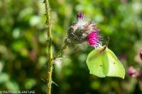 Gonepteryx rhamni