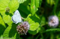 Celastrina argiolus