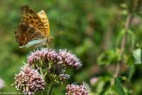 Argynnis paphia