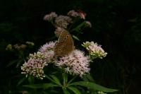 Aphantopus hyperantus