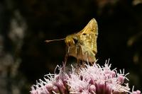 Hesperia comma