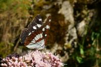 Limenitis reducta