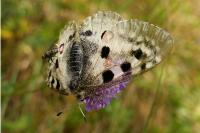 Parnassius apollo