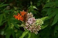 Polygonia c-album