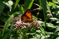 Pyronia tithonus