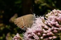 Satyrium spini
