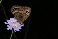 Satyrus actaea