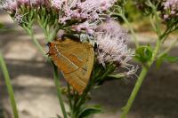 Thecla betulae