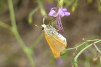 Thymelicus sylvestris