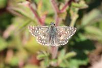 Pyrgus armoricanus