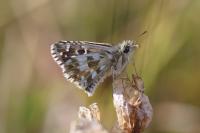 Pyrgus armoricanus