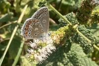 Polyommatus icarus