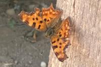 Polygonia c-album