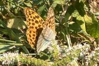 Argynnis paphia