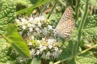Aricia agestis