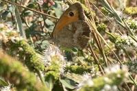 Pyronia tithonus