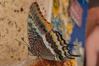 Charaxes jasius