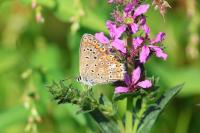Polyommatus icarus