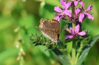 Polyommatus icarus