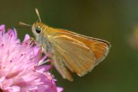 Thymelicus acteon