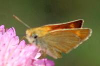 Thymelicus acteon