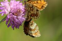 Melitaea celadussa