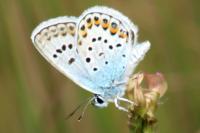 Plebejus argus