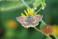 Pyrgus armoricanus