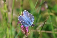 Polyommatus icarus