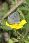 Cupido minimus