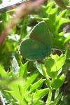 Callophrys rubi