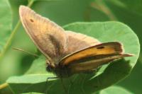 Maniola jurtina