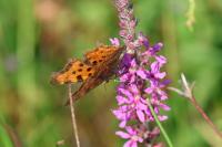 Polygonia c-album