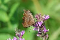 Polygonia c-album