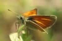 Thymelicus sylvestris