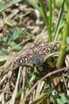Spialia sertorius