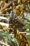 Spialia sertorius