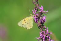 Colias crocea